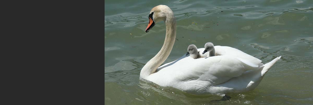 protect-the-vulnerable-1200x400-1 - Levanta La Voz